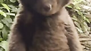Surprised bear
