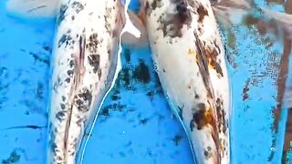Smart Fish