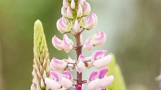 Bees collect honey from flowers.