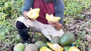 Harvest avocados and eat them right on the spot.