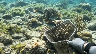 Underwater Fishing: Catching Colorful Reef Fish With a Hand Net