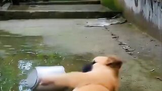 Dog Slips, Cat Laughs! 😂🐶🐱 #shorts