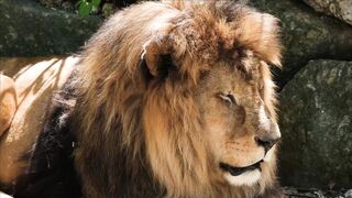 LION 166610