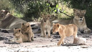 LION 166670