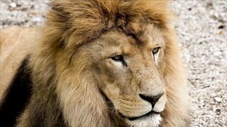 LION 166690