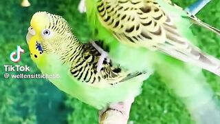 Love Birds 5
