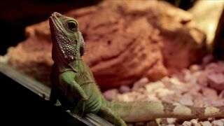 WILD LIFE CHAMELEON 40