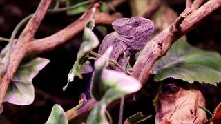 WILD LIFE CHAMELEON 50