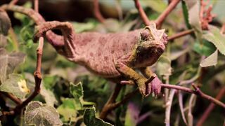 WILD LIFE CHAMELEON 60