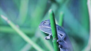 WILD LIFE CHAMELEON 166