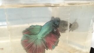 Betta Fish