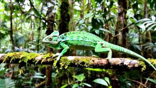 WILD LIFE CHAMELEON 1008