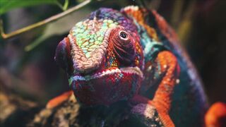 WILD LIFE CHAMELEON 1111
