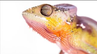 WILD LIFE CHAMELEON 112345