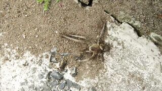 WILD LIFE VIDEO 12