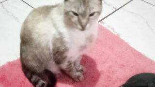 Romeu