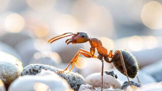 ANTS WORLD 100