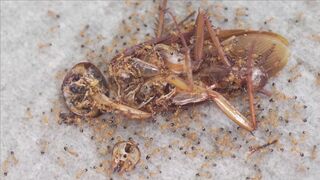 ANTS WORLD 1001