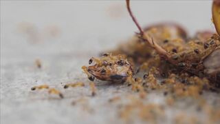 ANTS WORLD 10012