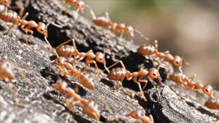 ANTS WORLD 10015