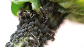 ANTS WORLD 10016