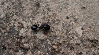ANTS WORLD 10018