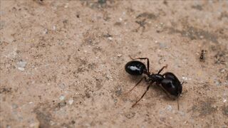 ANTS WORLD 10019