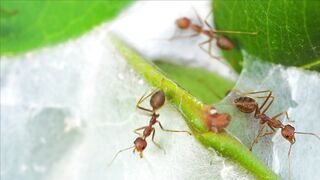 ANTS WORLD 100100