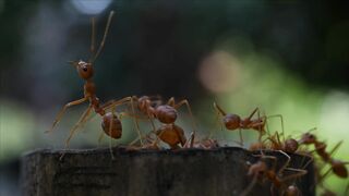 ANTS WORLD 100120