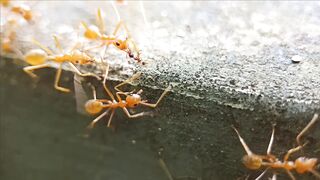 ANTS WORLD 100121
