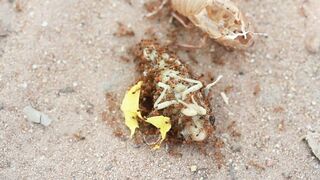 ANTS WORLD 100122