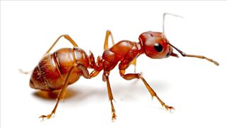 ANTS WORLD 100177