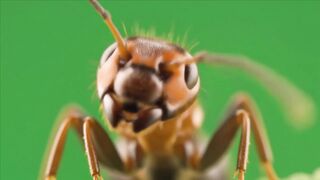 ANTS WORLD 1001234