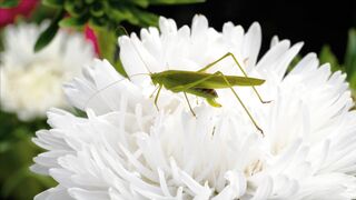 LOCUST
