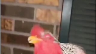 Funny Cat Fails 2026 - Try Not To Laugh Challenge