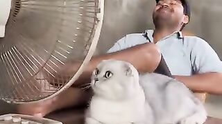 Angry cat 9