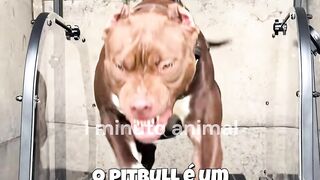 1 minuto animal - o cão mais forte e incompreendido do mundo