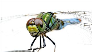 MACRO SHOT TAKE 177