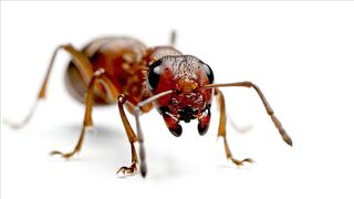 MACRO SHOT TAKE 1E