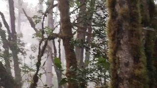 The Trail Before Reaching The Summit