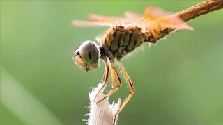 MACRO SHOT TAKE 1