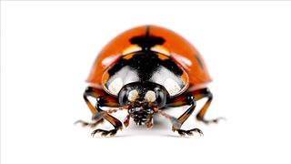 MACRO SHOT TAKE 109