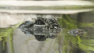 CROCODILE VIDEO 1