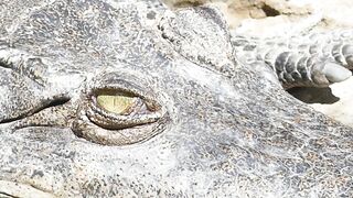 CROCODILE VIDEO 12
