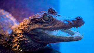 CROCODILE VIDEO 13