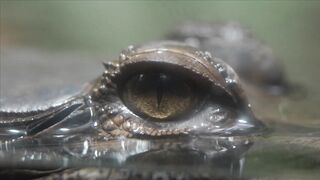 CROCODILE VIDEO 16