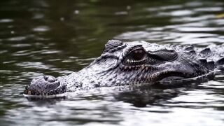 CROCODILE VIDEO 156