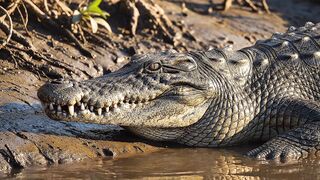 CROCODILE VIDEO 181