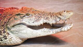 CROCODILE VIDEO 1813