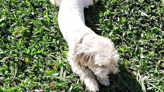 Você gosta de PETS?